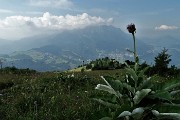 SENTIERO DEI FIORI CLAUDIO BRISSONI, percorso con giro ad anello, partendo dal Rif. Capanna 2000 il 5 luglio 2017 - FOTOGALLERY